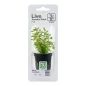 Mobile Preview: Rotala rotundifolia Topf in Einzelverpackung